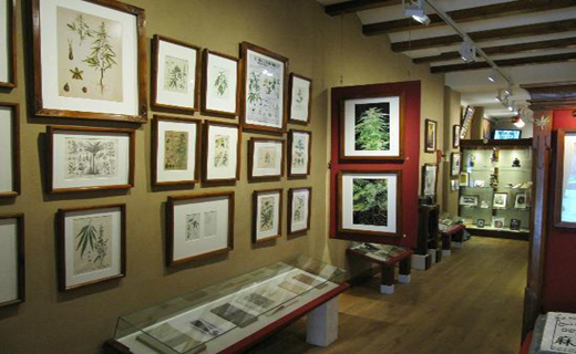 تاپ صبح////گیاهان مخدر در ویترین‌های موزه آمستردام