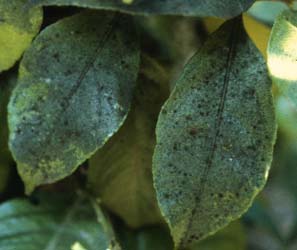 کپک دوده ای چیست؟