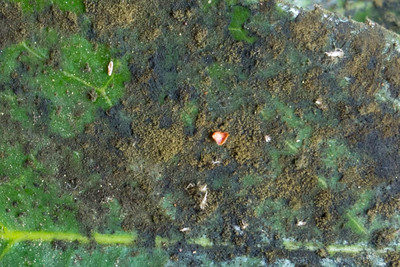 چگونه از کپک دوده ای خلاص شویم