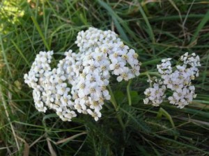Yarrow%20flw_standard%20460x345