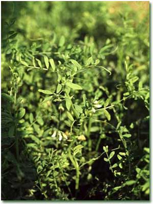 آشنايي با خواص عدس