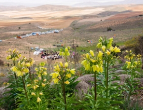 از کمیاب‌ترین گل جهان بازدید کنید‌