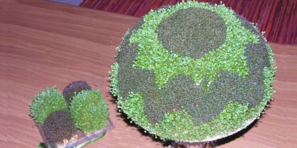 روش های متنوع برای تهیه سبزه هفت سین + تصاویر