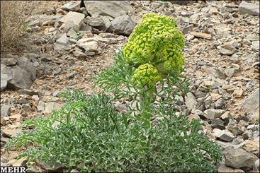 گیاه دارویی فارس