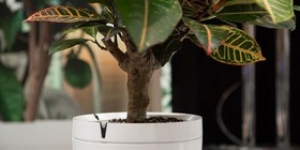 گلدانی که به گیاهان آب هم می‌دهد +تصاویر