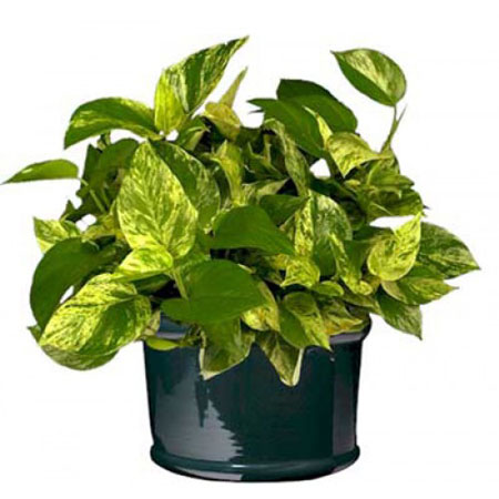 خانه ای بهاری با اکسیژن های خانگی (1)