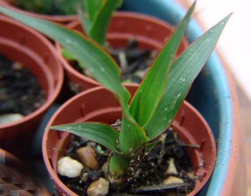 خانه ای بهاری با اکسیژن های خانگی  (2)