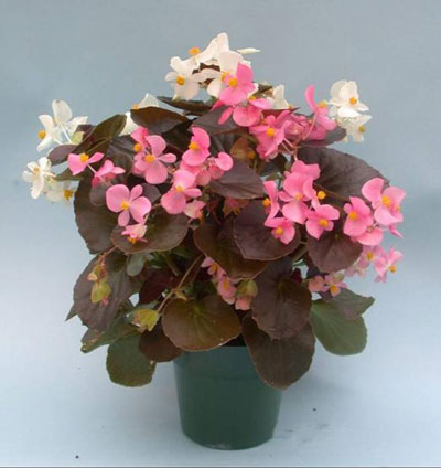 خانه ای بهاری با اکسیژن های خانگی  (2)