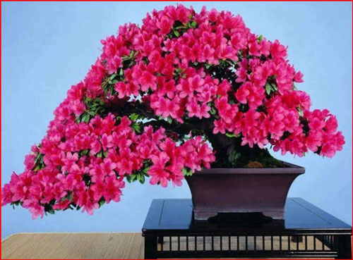 خانه ای بهاری با اکسیژن های خانگی  (2)