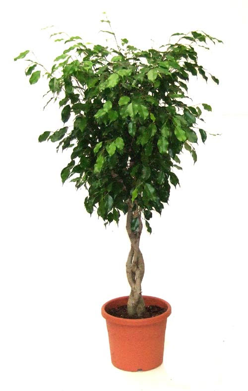 فیکوس بنجامین؛ درختچه زیبای آپارتمانی