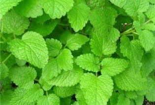 تقویت قلب و اعصاب با مصرف بادرنجبویه