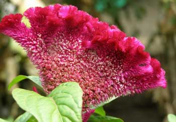 تاج‌خروس, گیاه تاج‌خروس, خواص گیاه تاج‌خروس, خاصیت تاج‌خروس, خواص درمانی تاج‌خروس